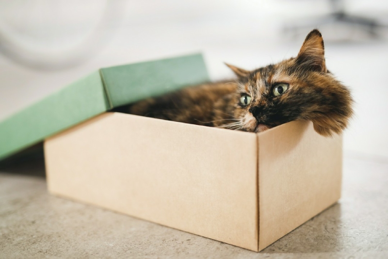 kot w pudełku kartonowym